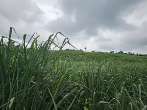 4 Acres of Farmland for Sale
