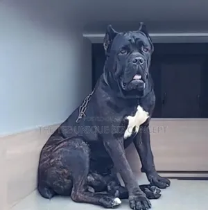 1-3 months Female Purebred Cane Corso