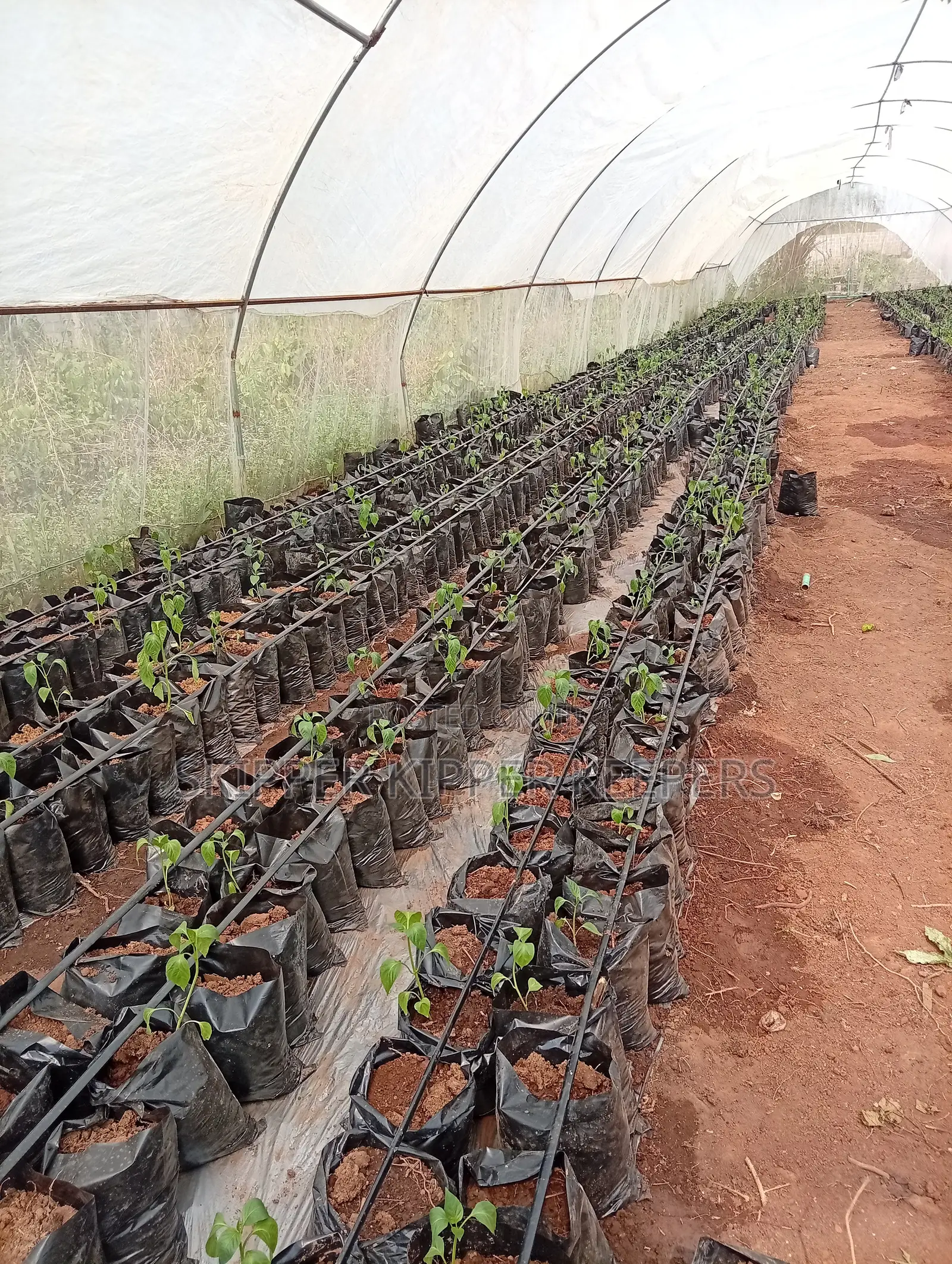 Greenhouse Construction