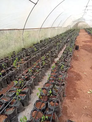 Greenhouse Construction
