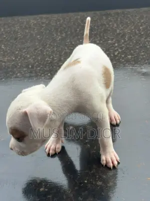 0-1 month Male Purebred American Pit Bull Terrier