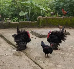 Native Turkey
