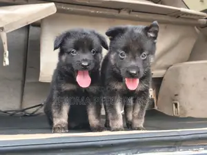 1-3 months Female Purebred German Shepherd