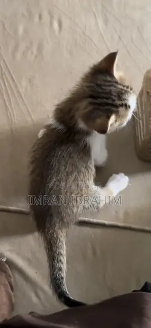 0-1 month Male Mixed Breed American Shorthair