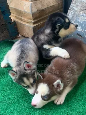 1-3 months Female Purebred Siberian Husky