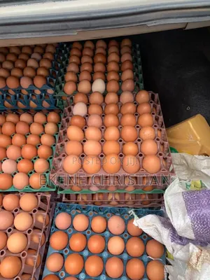Fresh Eggs