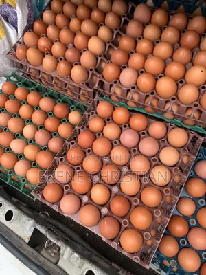 Fresh Eggs