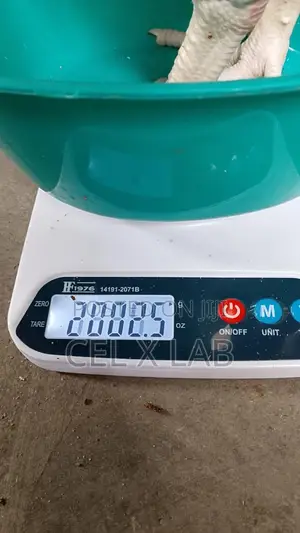 Live Boiler Chiken
