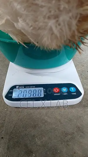 Live Boiler Chiken