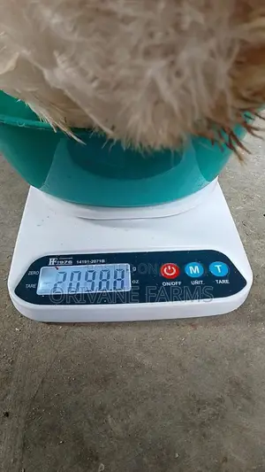 Live Boiler Chiken