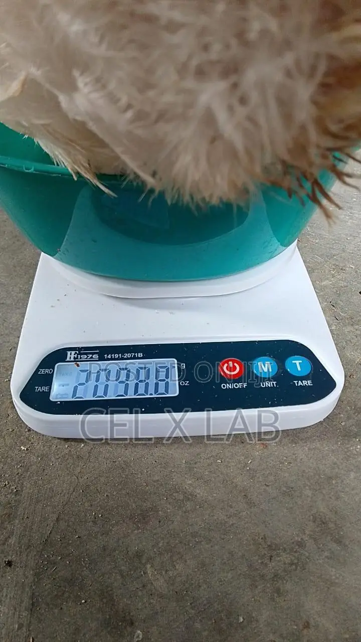 Live Boiler Chiken