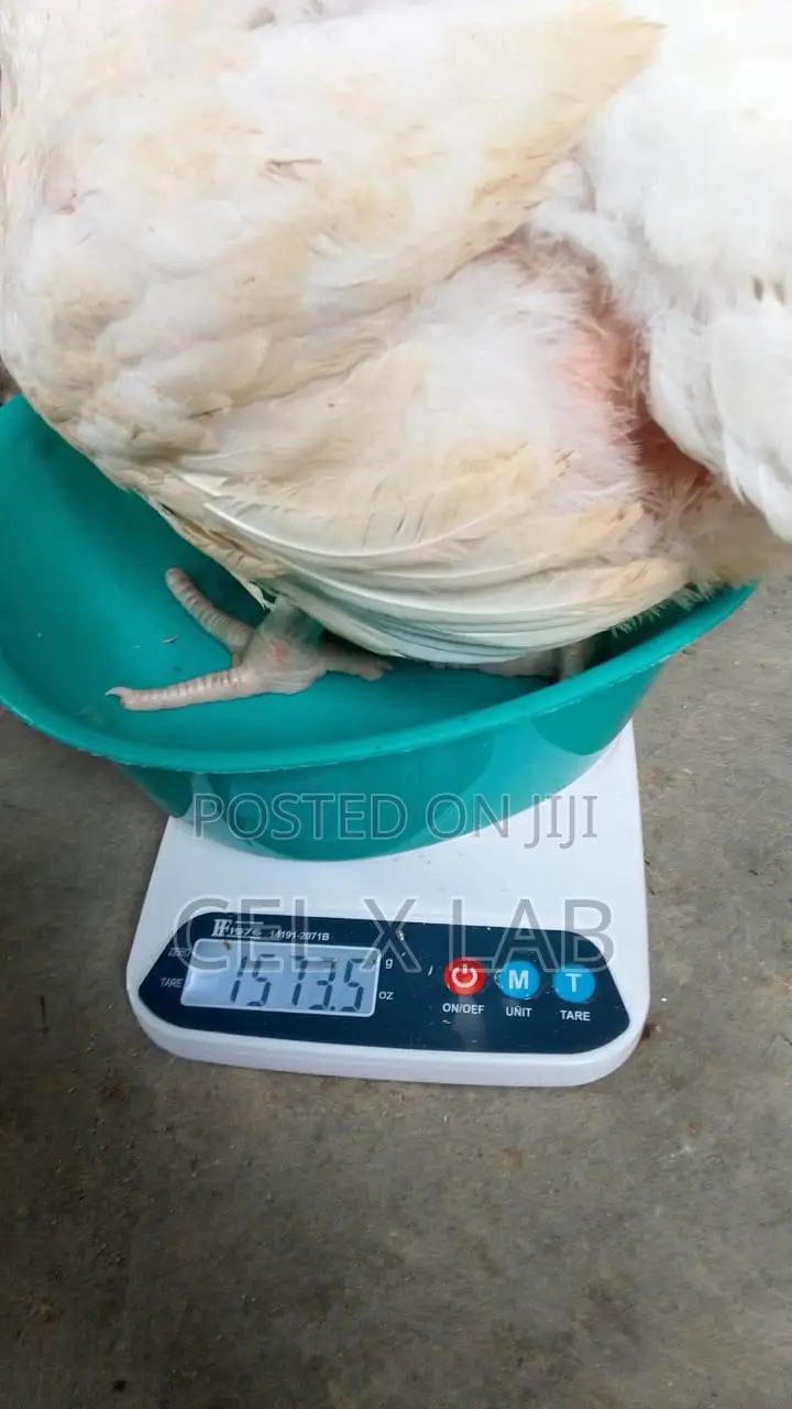 Live Boiler Chiken
