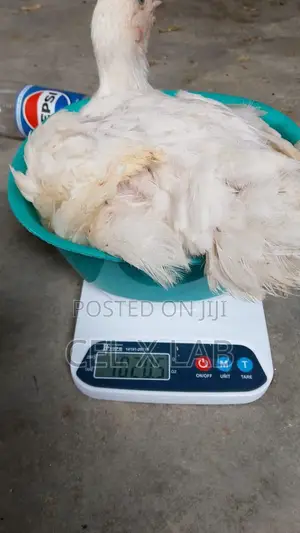 Live Boiler Chiken