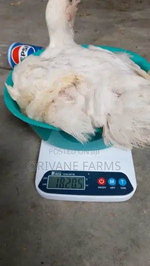Live Boiler Chiken