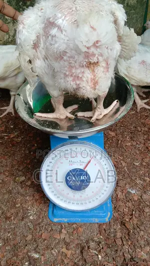 Live Boiler Chiken
