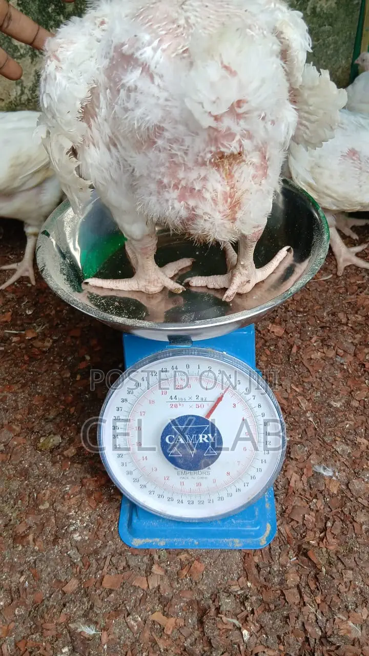 Live Boiler Chiken
