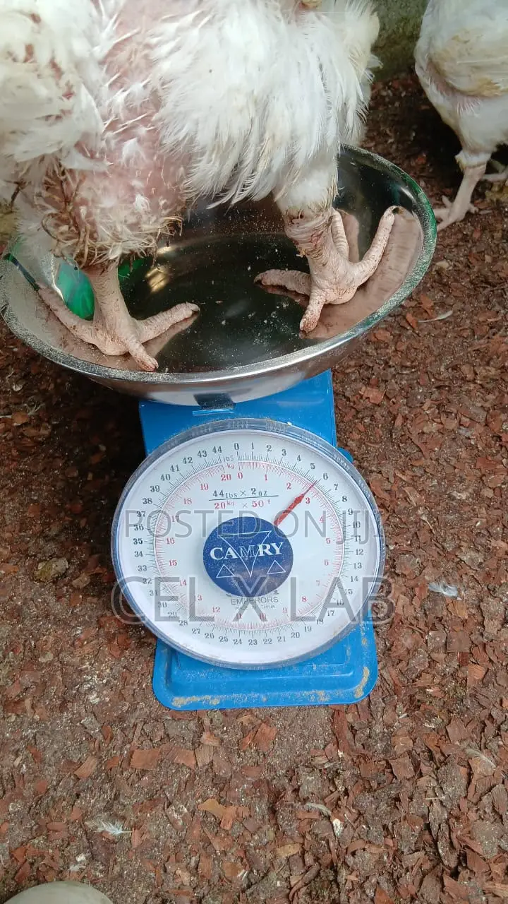 Live Boiler Chiken