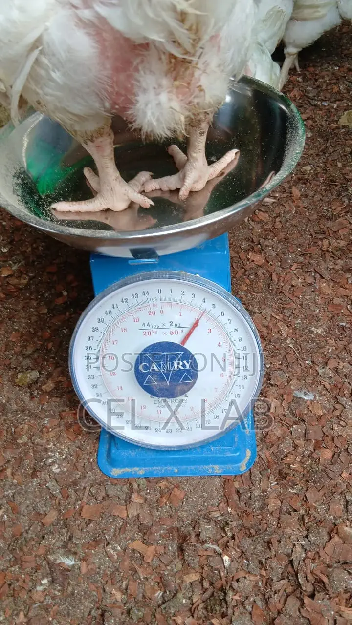 Live Boiler Chiken