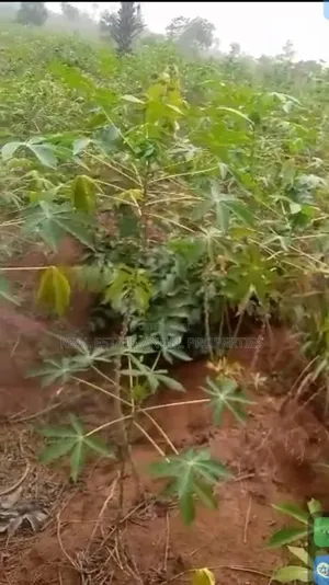 Land for Sale in Anambra State. Two Plots Available