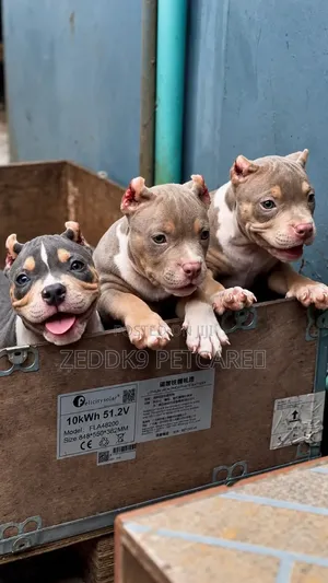 1-3 months Female Purebred American Bully