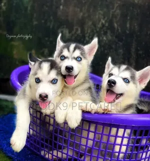 1-3 months Female Purebred Siberian Husky