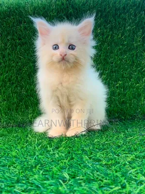 1-3 months Female Purebred Maine Coon