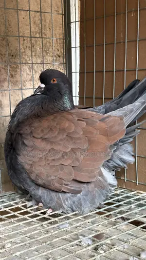 French Mondain Pigeons