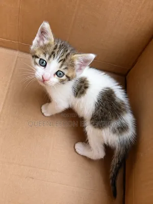 0-1 month Female Mixed Breed Cat