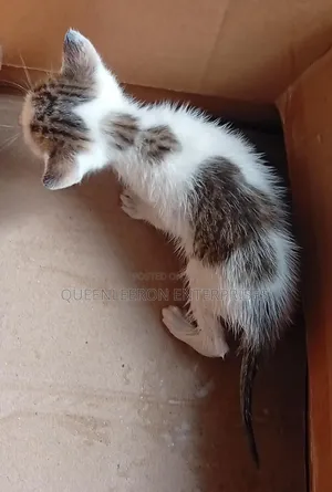 0-1 month Female Mixed Breed Cat