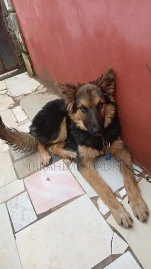 3-6 months Female Purebred German Shepherd