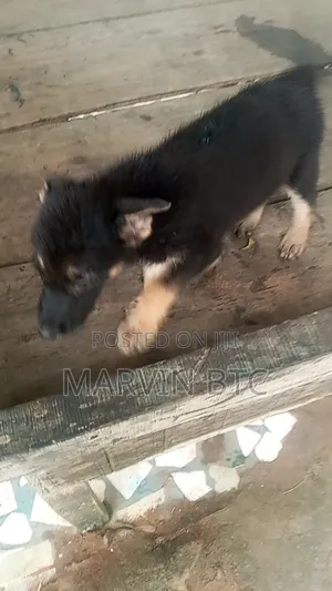 1-3 months Female Purebred German Shepherd