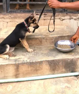 1-3 months Female Purebred German Shepherd