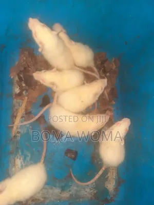 Albino Rats
