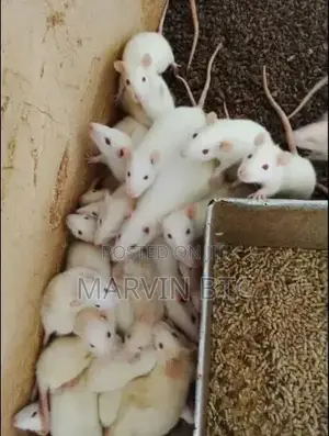 Albino Rats