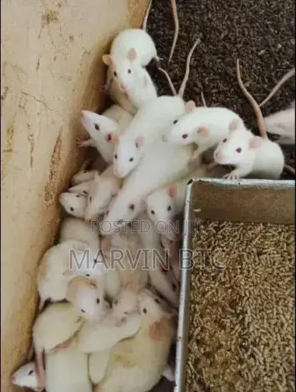 Albino Rats