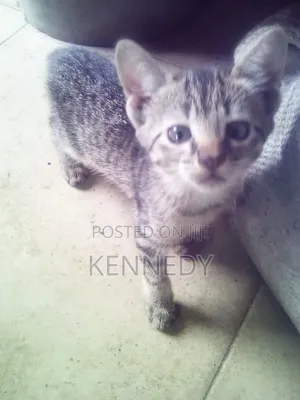 1-3 months Female Purebred Cat