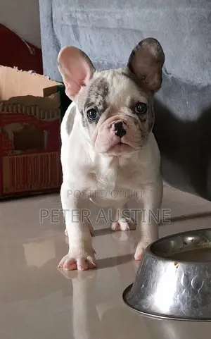 1-3 months Female Purebred French Bulldog