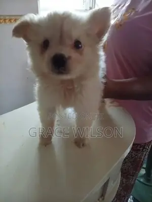 1-3 months Male Purebred American Eskimo