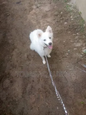 3-6 months Male Purebred American Eskimo