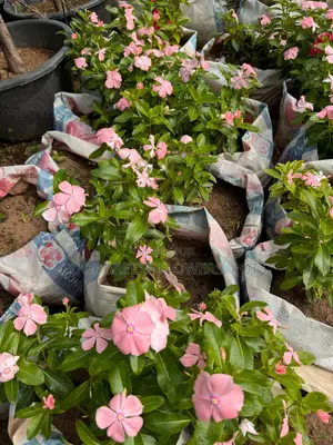 Flower Plants