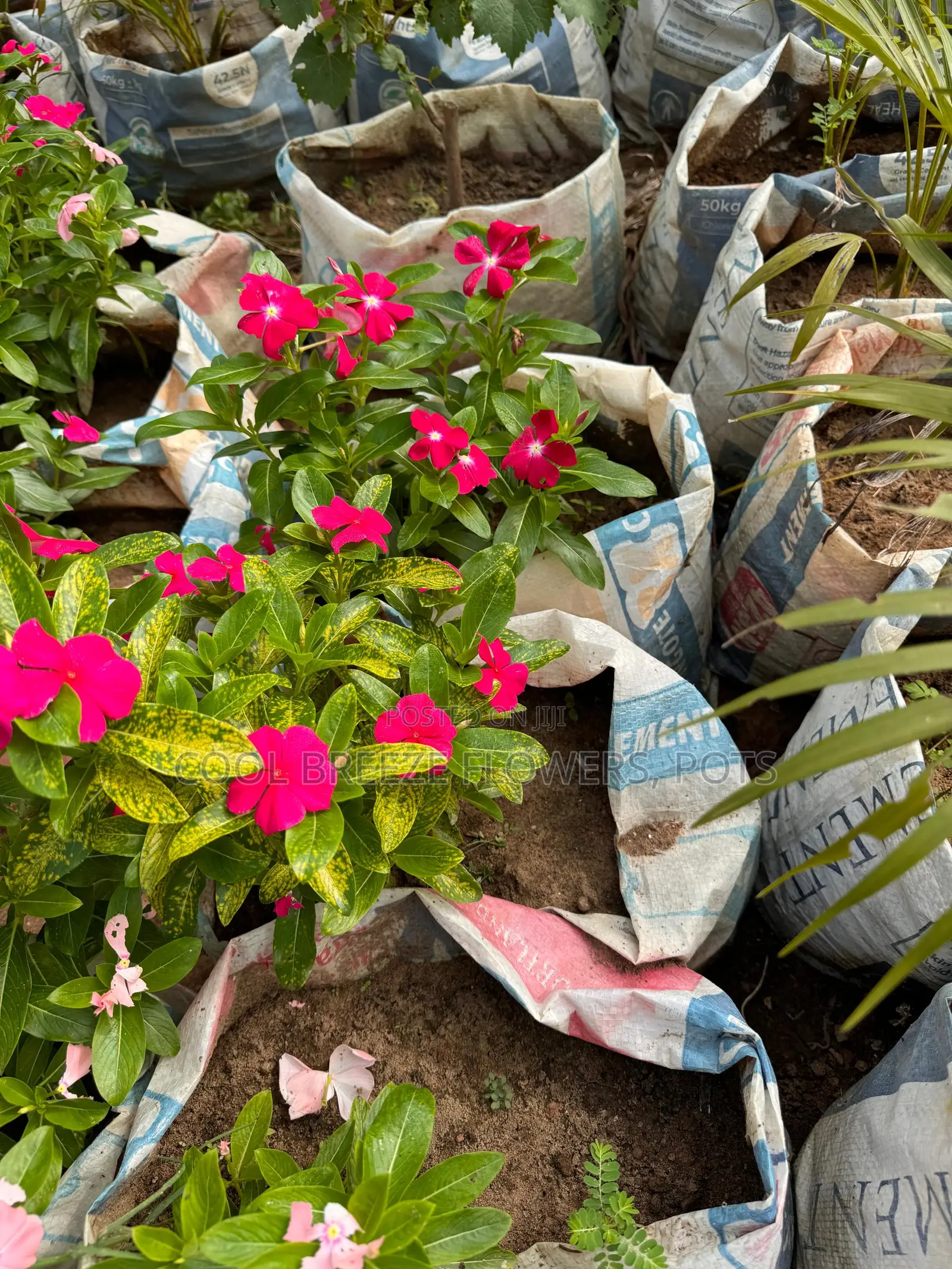 Flower Plants