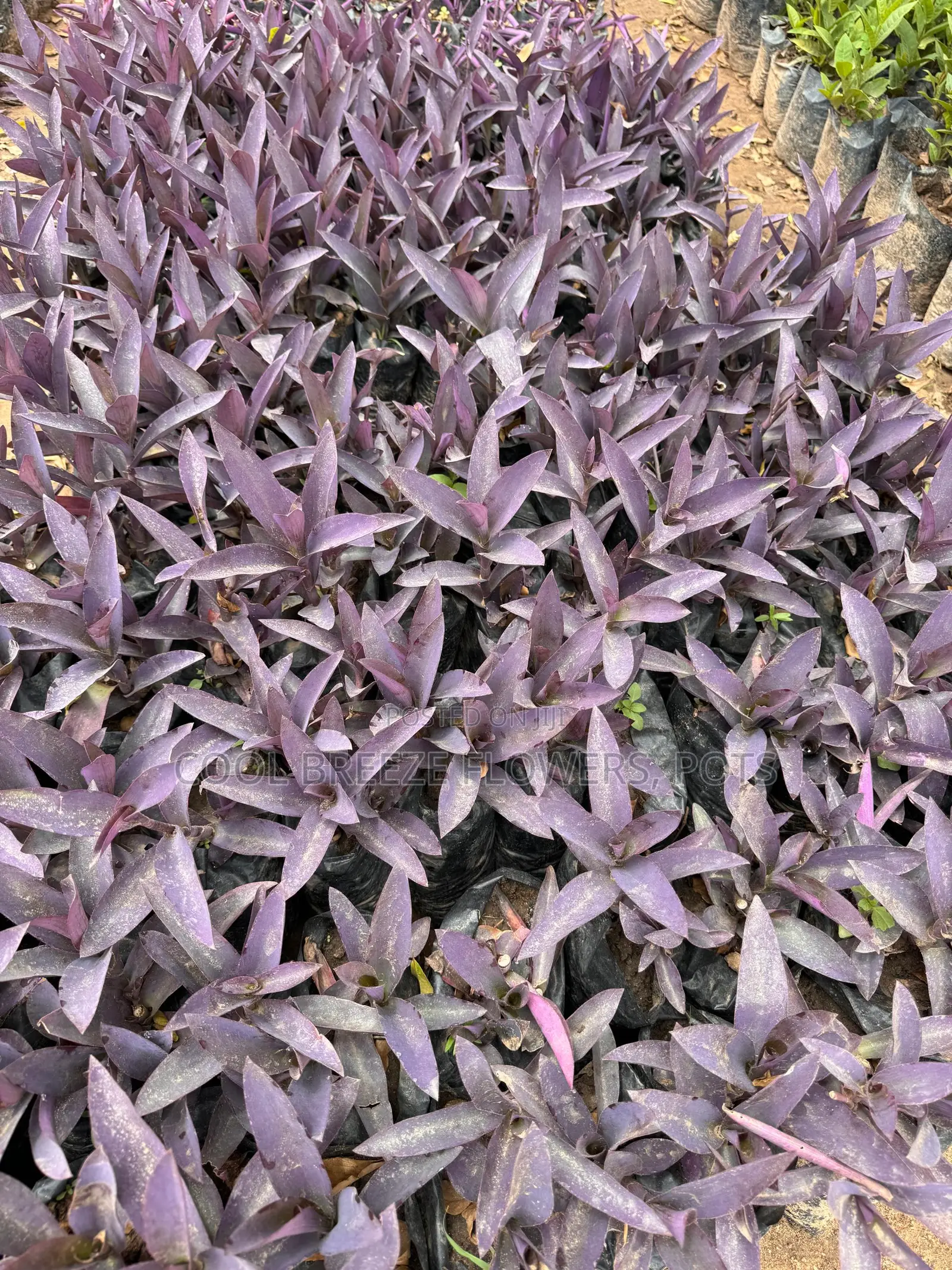Flower Plants