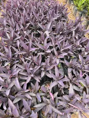 Flower Plants