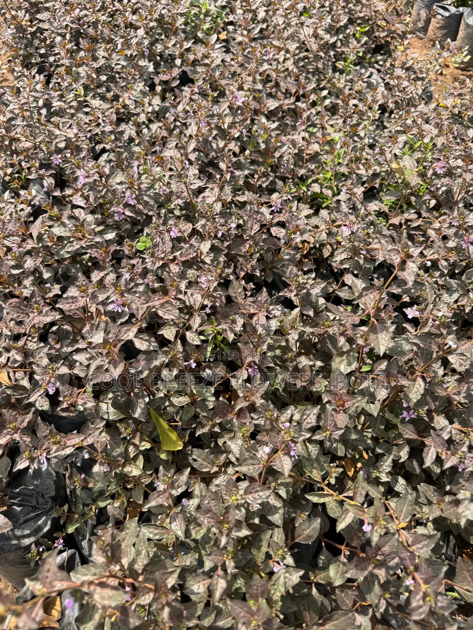Flower Plants