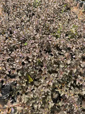 Flower Plants