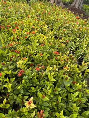 Flower Plants