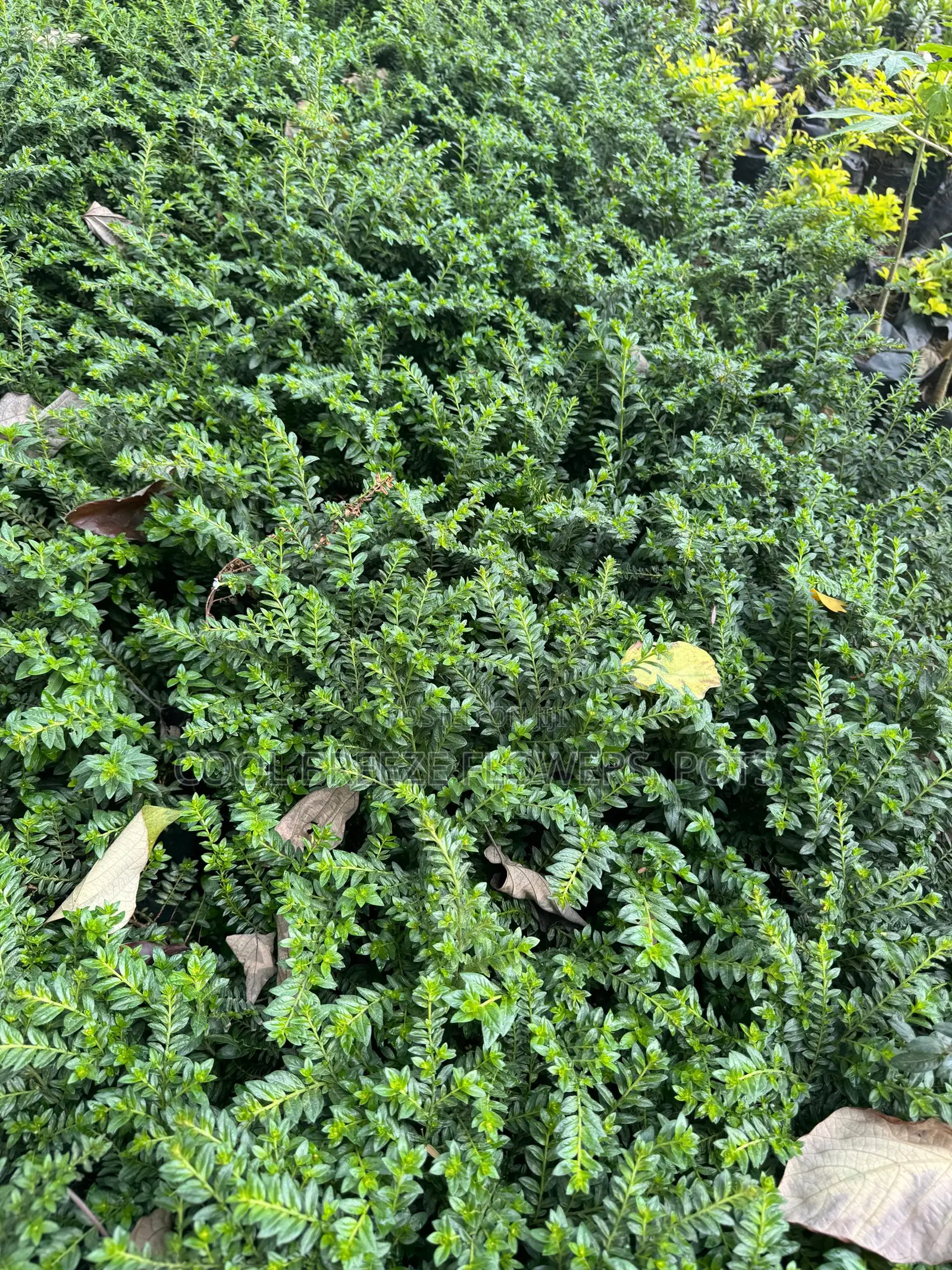 Flower Plants