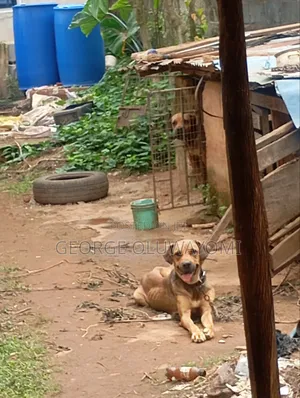 1+ year Female Purebred Boerboel