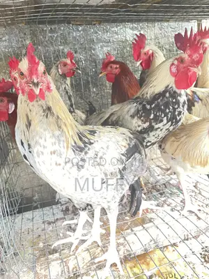 Local Chicken