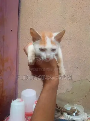 3-6 months Male Mixed Breed American Shorthair